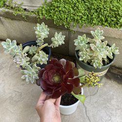 3 Pots Succulents