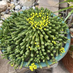 Euphorbia Flanaganii “Medusa  SALE! “ (92126)