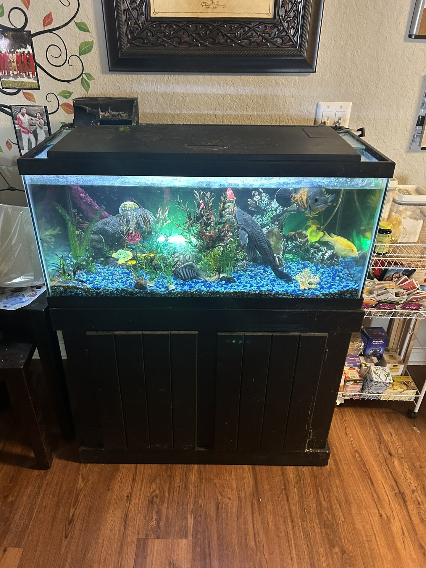 Fish Tank