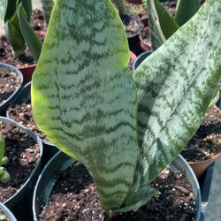 snake plant 