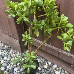 Large Jade Succulent Plant -$20