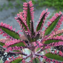 Pink Baby Butterflies Kalanchoe/ 4” Pot