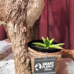 DECORATIVE REINDEER MADE OF STRAW WITH SUCCULENT PLANT 20" HIGH X12" LONG
