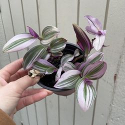 4in Pot Tradescantia Nanouk Plant 
