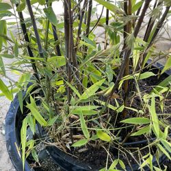 Black Bamboo Plant 20-25 Gallon 