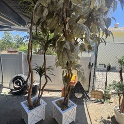 Two Artificial Plants 50 OBO