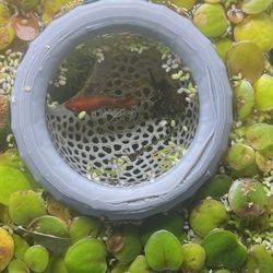 Aquarium Beta Tank Floating Rest/Feeder