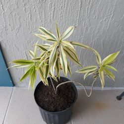 Dracaena Reflexa
Plant ( 3 Gal )