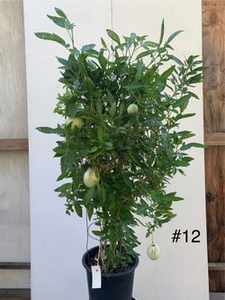 #12- Pepino Melon Plant 人参果樹