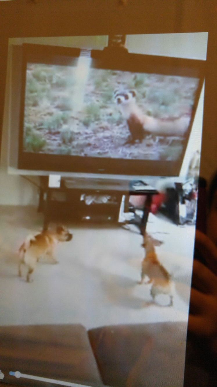 70" Sony Grand Wega LCD Projection TV