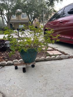 12in potted plant