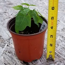 Papaya Starter Plant,  Live 