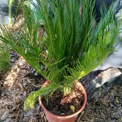 Little Palm Tree