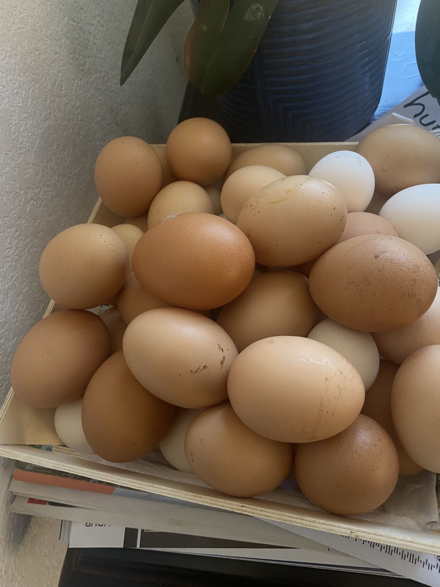 Oragnic Chicken Eggs