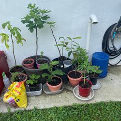 Fig Trees