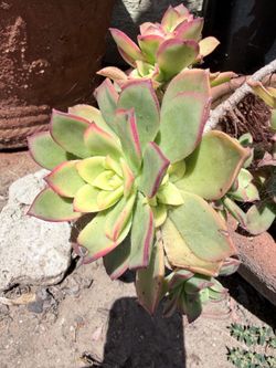 Succulent
