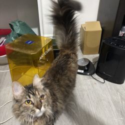 Anycubic 3D Printer and Curing Machine