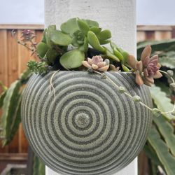 Mixed Succulents In Hanging Pot