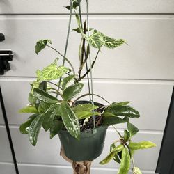 Syngonium And Hoya Pubicalyx 