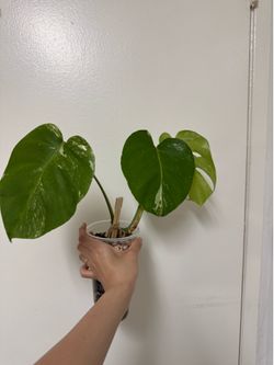 Monstera Albo Variegata