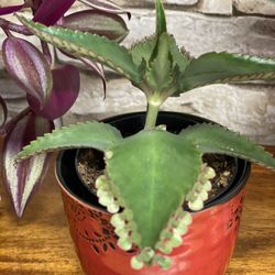 Kalanchoe Mother Of Thousand House Plant In Ceramic Pot 3"H.