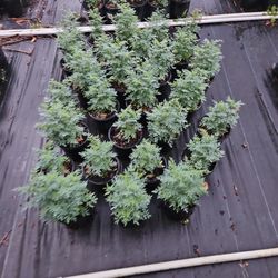 Ruda / Rue $5 1 Gallon 