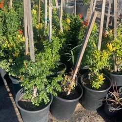 Orang And Yellow Honey Suckle Plants