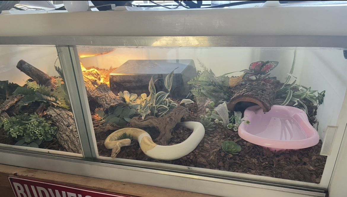 Reptile enclosure