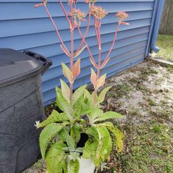 Suculent Big Donkey Ears Plant