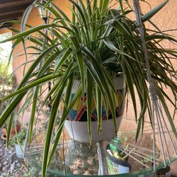 Macramé Glass Plant Holder