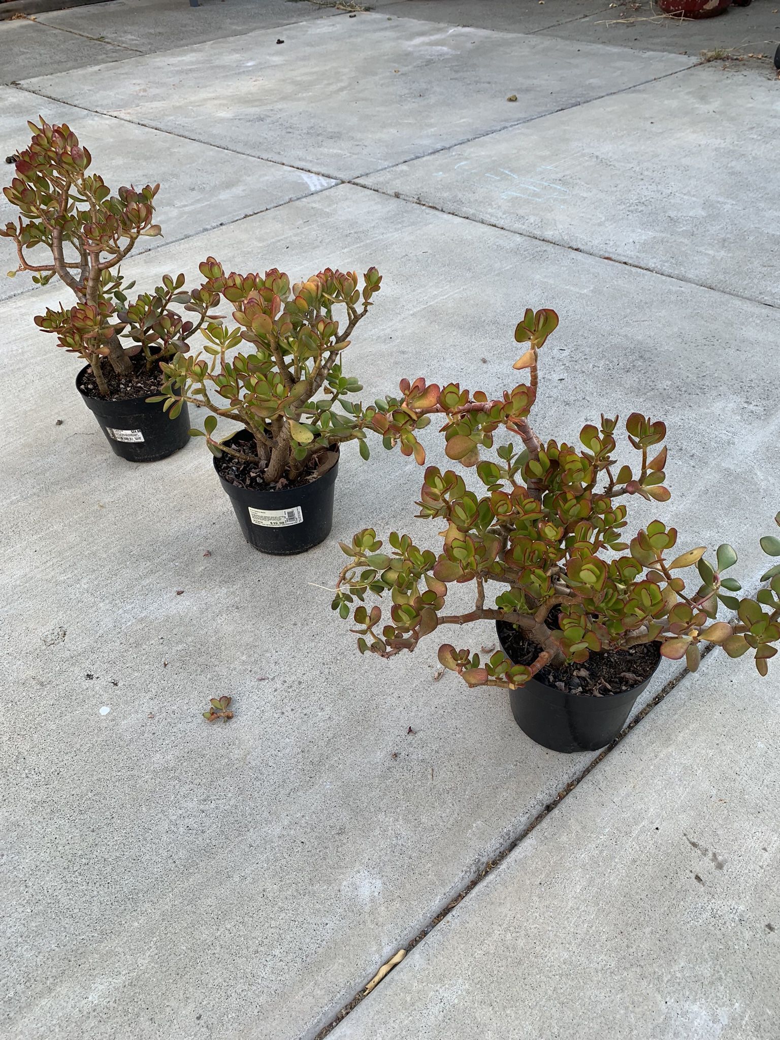 Jade Plant