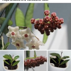 Hoya Gracilis My Photos Of Blooming 