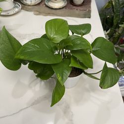 Golden POTHOS In 4 Inches Pot 