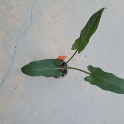 Alocasia Purple Sword 