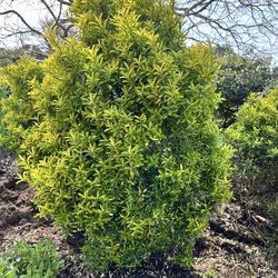 Evergreen shrubs
