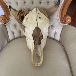 Cow Scull 