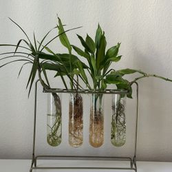 Plant Terrarium Stand with 4 Glass Test Tube Planters 