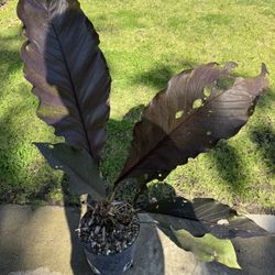 Birds Nest Anthurium In 10” Pot