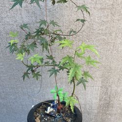 Bonsai Plants $35 Each