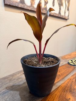 Hawaiin ti plant