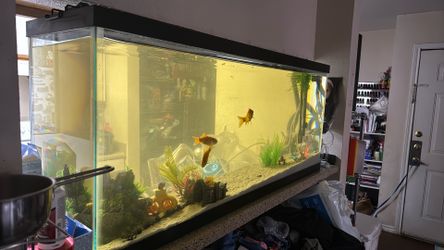 55 Gallon Fish Tank