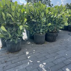 7 Gallon Clusia Plants
