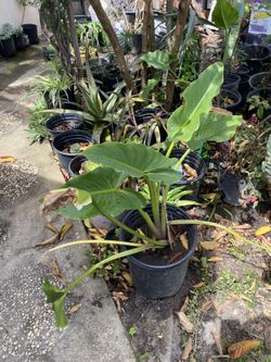 Beautiful plants
