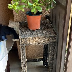 Love ❤️ Jade Plant ( Width 18 Inch, 17 Inch) Includes Table Corner (14x14), Hight 28 Inch 