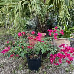 Blooming Bougainvilleas In Plastic Pot For Sale