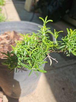 Rosemary For Cooking Or Just Water Sise Drought Tolerant Landscaping 