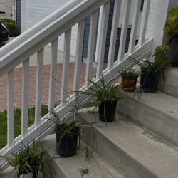 Free Plants