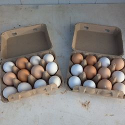 Pasture Raised Chicken Eggs $5 For One Dozen 