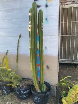 San Pedro Cactus