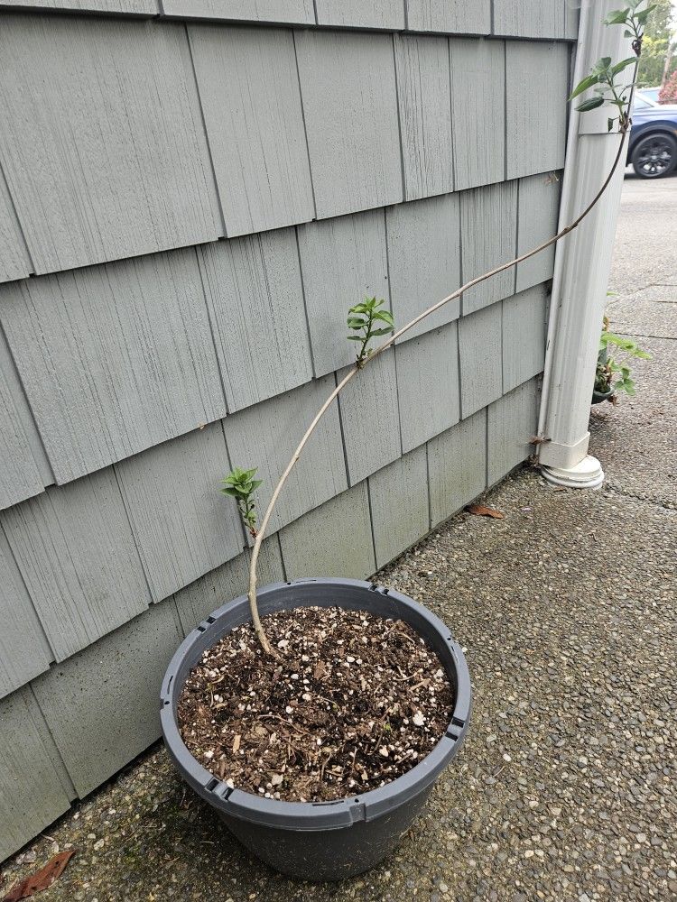 Garden Plant Lilac Purple
